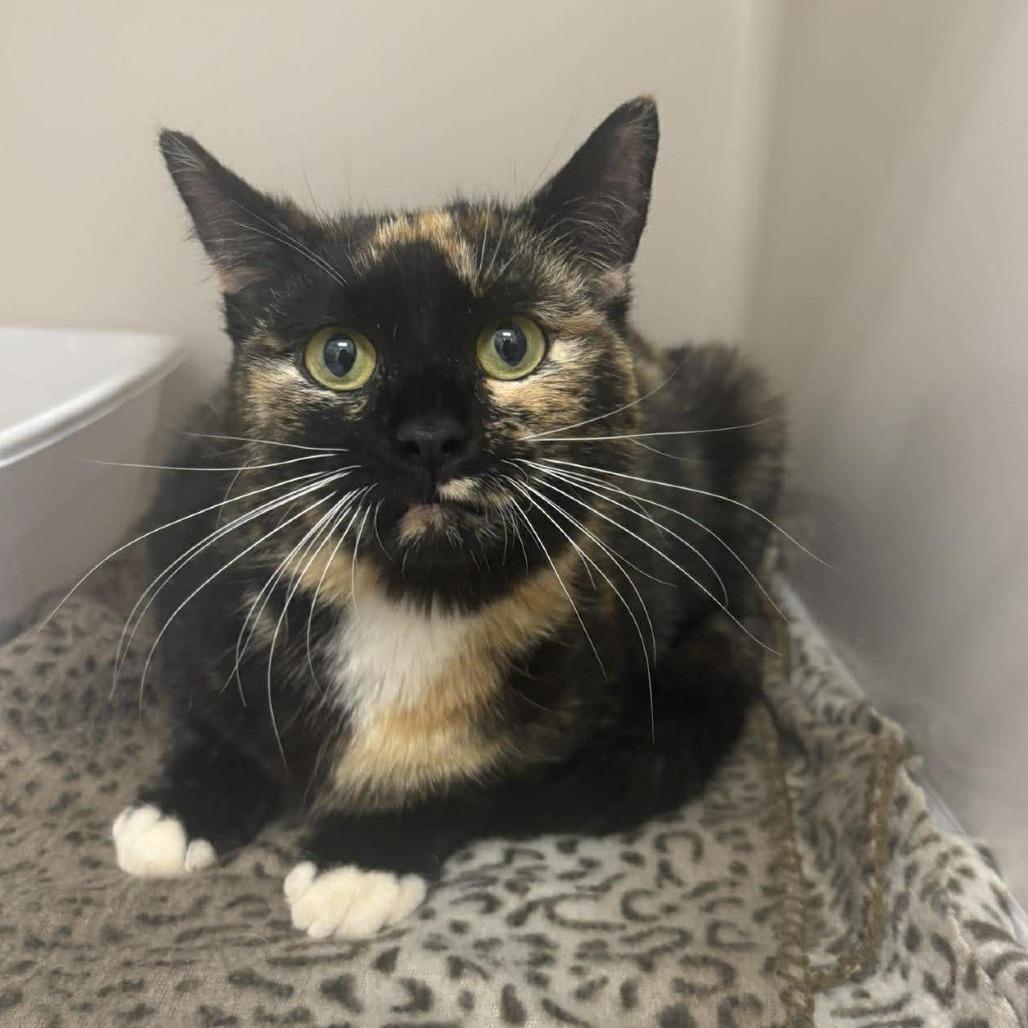 Birdie, Adoptable, Adult Female Domestic Short Hair.