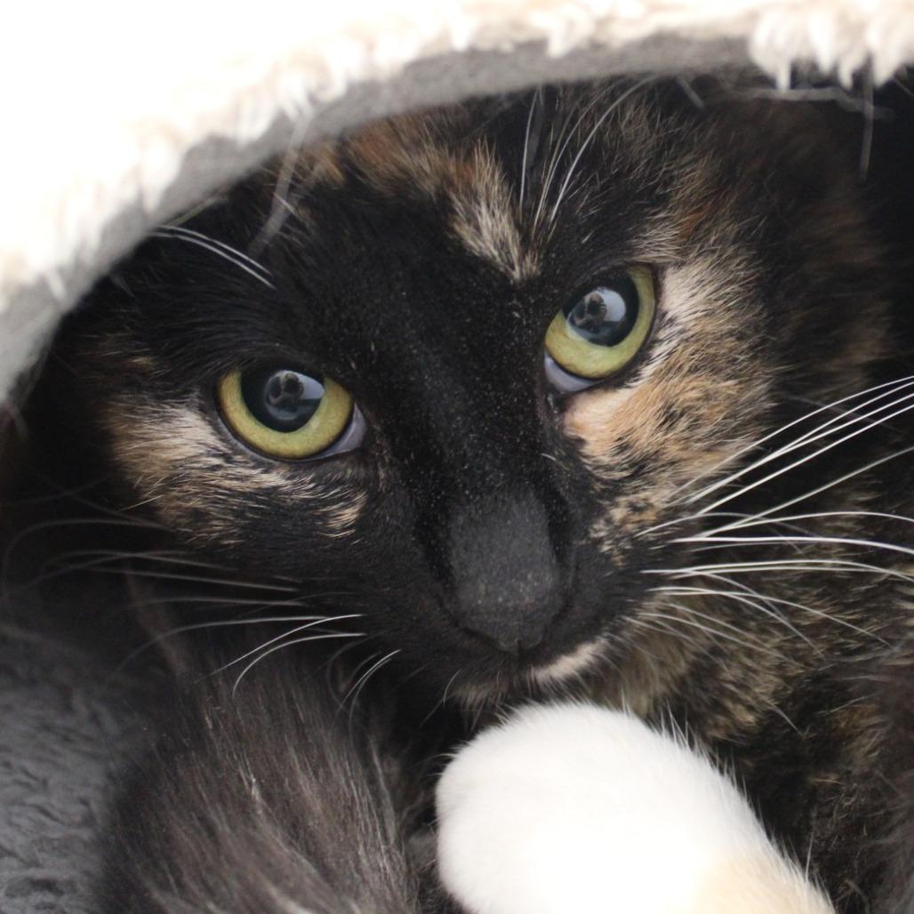 Enlarge Birdie, a Adoptable Domestic Short Hair in Rocky Mount, VA image 2/3