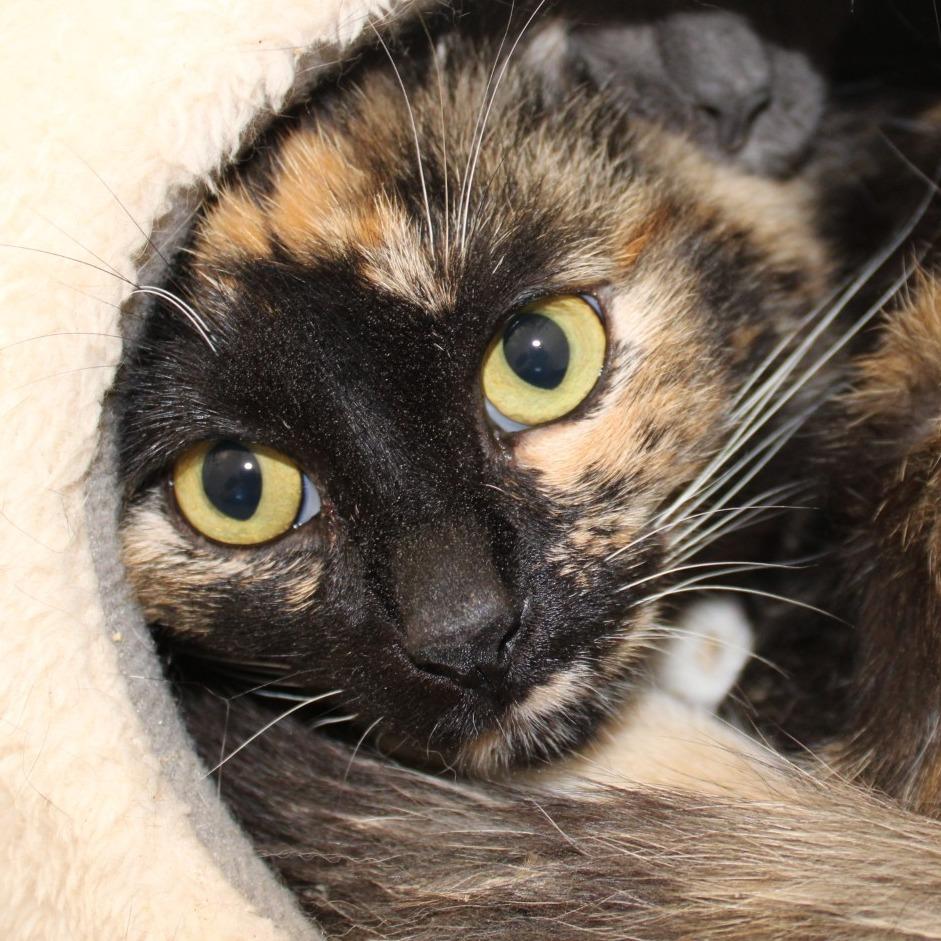 Enlarge Birdie, a Adoptable Domestic Short Hair in Rocky Mount, VA image 3/3