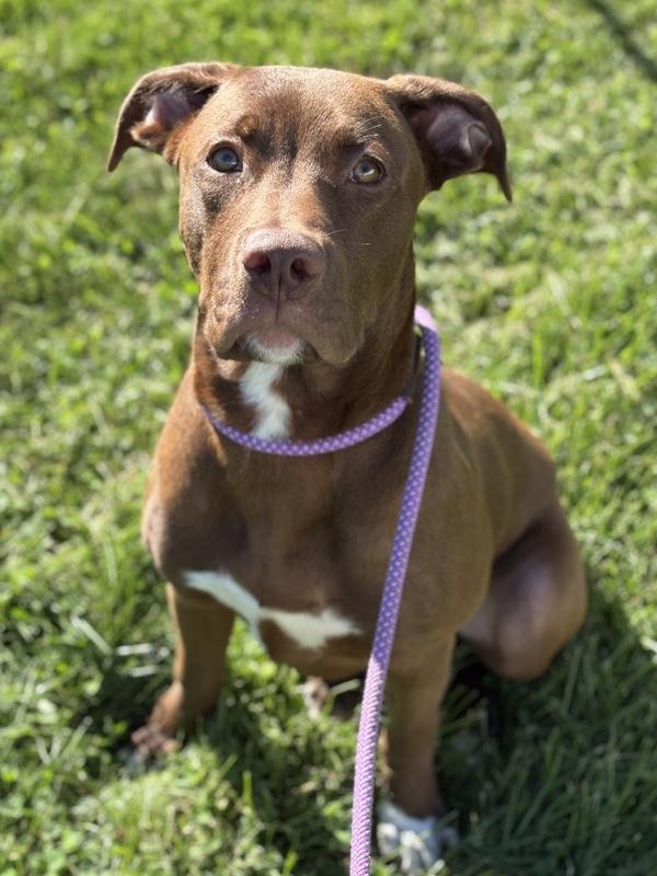 Enlarge Weevil, a Adoptable mixed breed in Lancaster, OH image 1/1