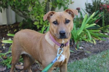 Enlarge Jude, a Adoptable mixed breed in Brunswick, GA image 1/1