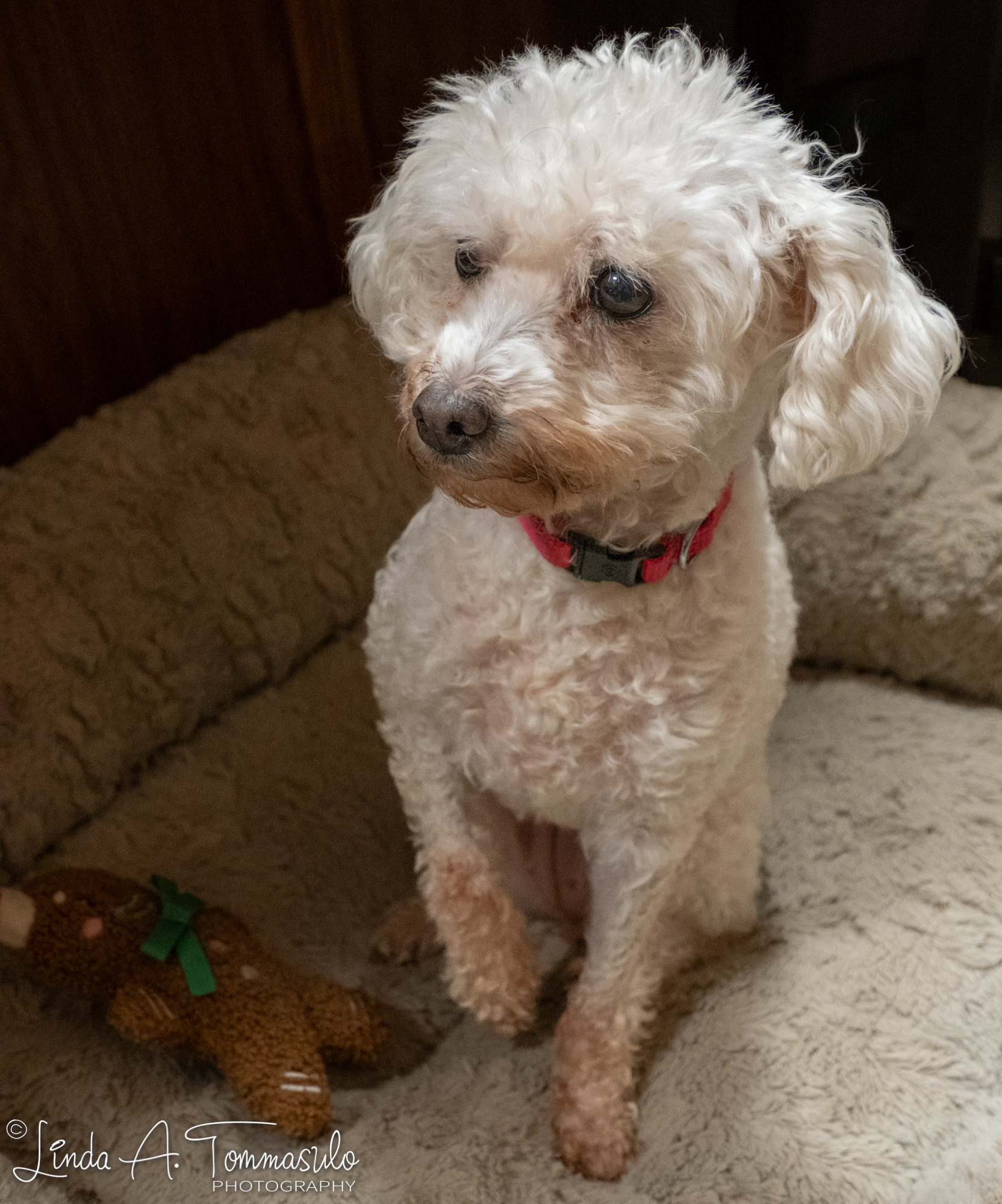 Enlarge Chanel, a Adoptable mixed breed in Albany, NY image 2/6