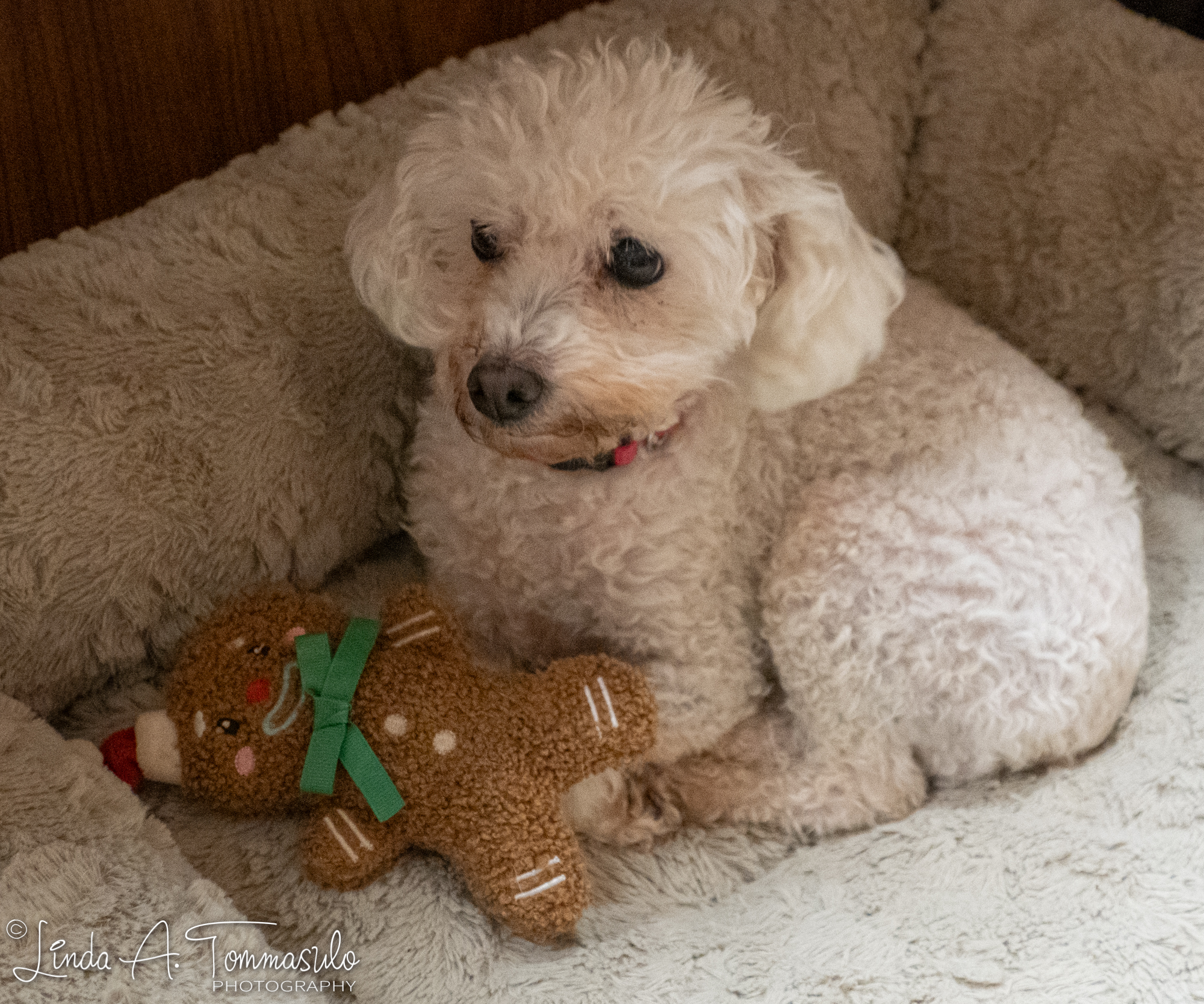 Enlarge Chanel, a Adoptable mixed breed in Albany, NY image 3/6