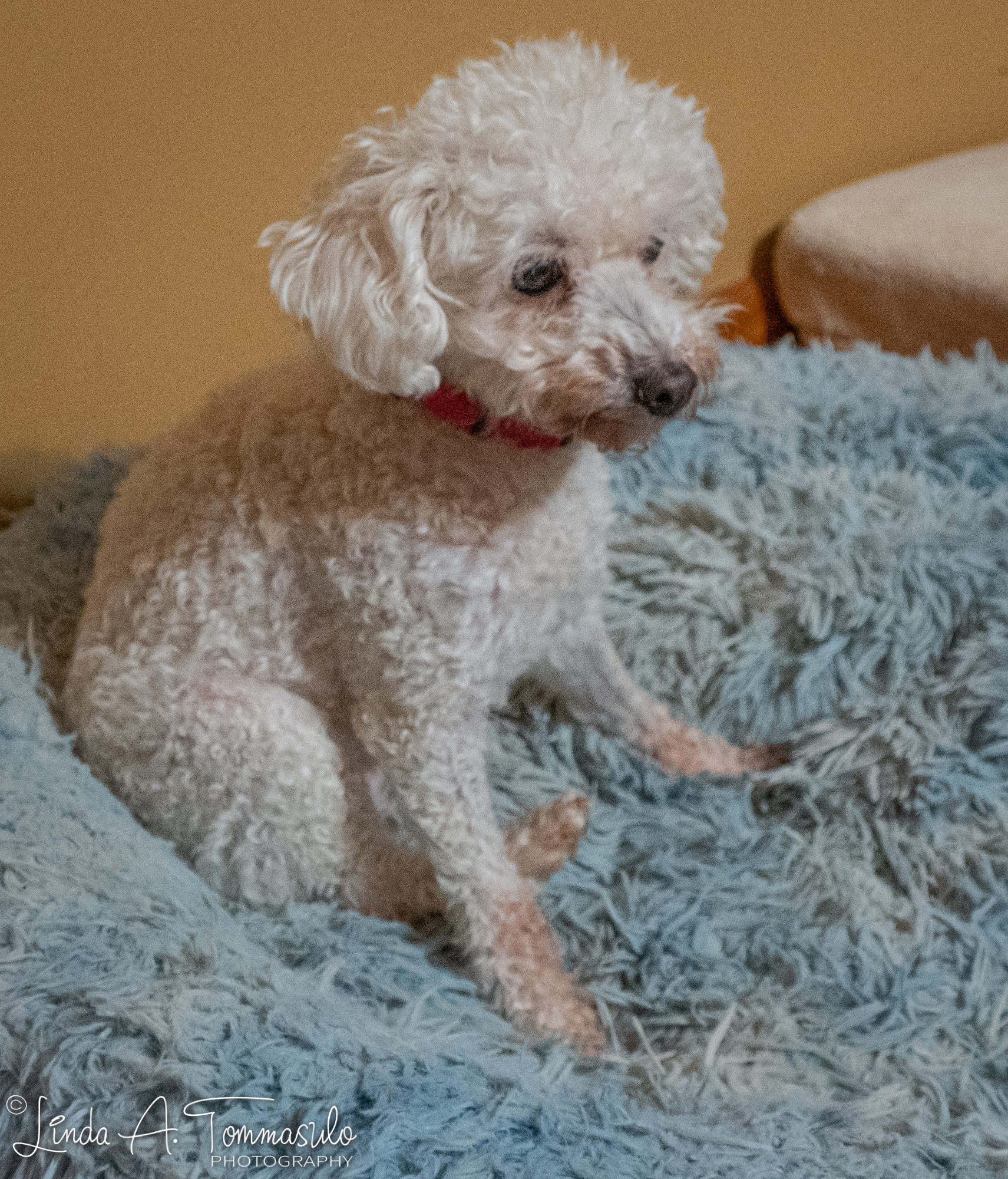 Enlarge Chanel, a Adoptable mixed breed in Albany, NY image 4/6