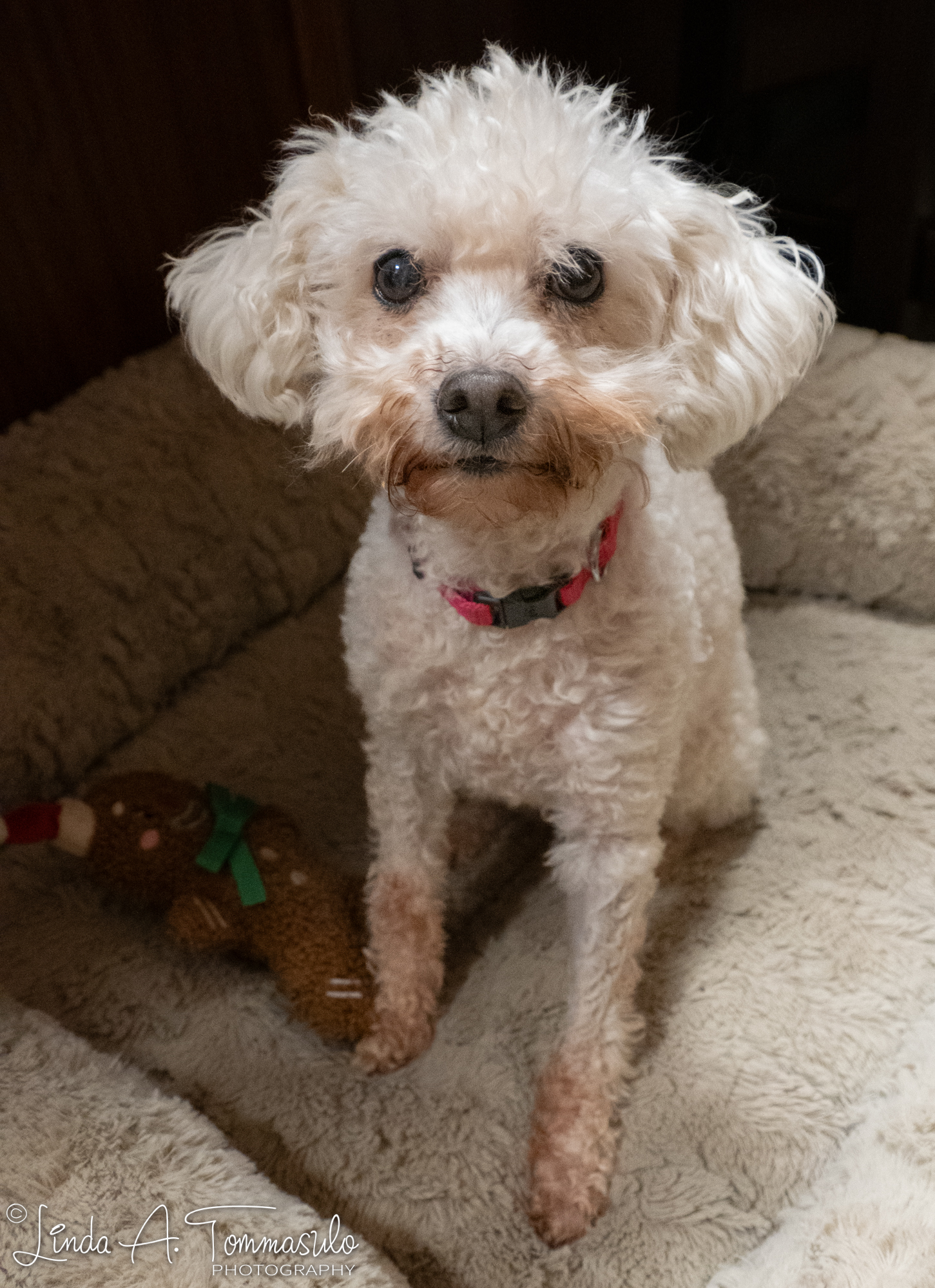 Enlarge Chanel, a Adoptable mixed breed in Albany, NY image 1/6