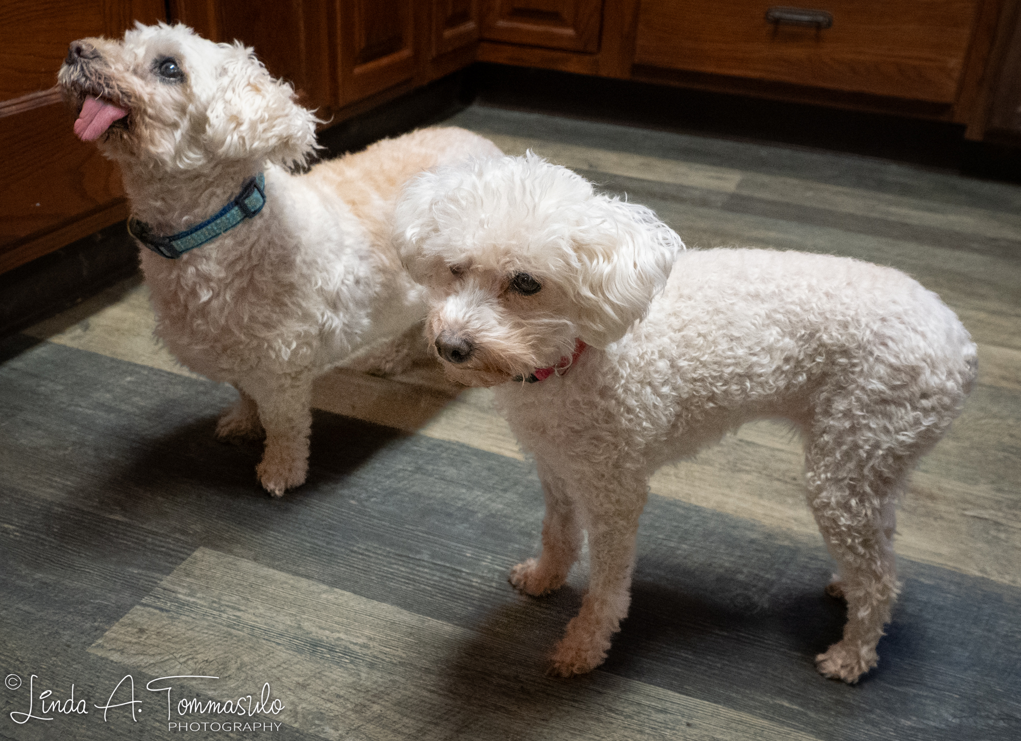 Enlarge Chanel, a Adoptable mixed breed in Albany, NY image 6/6