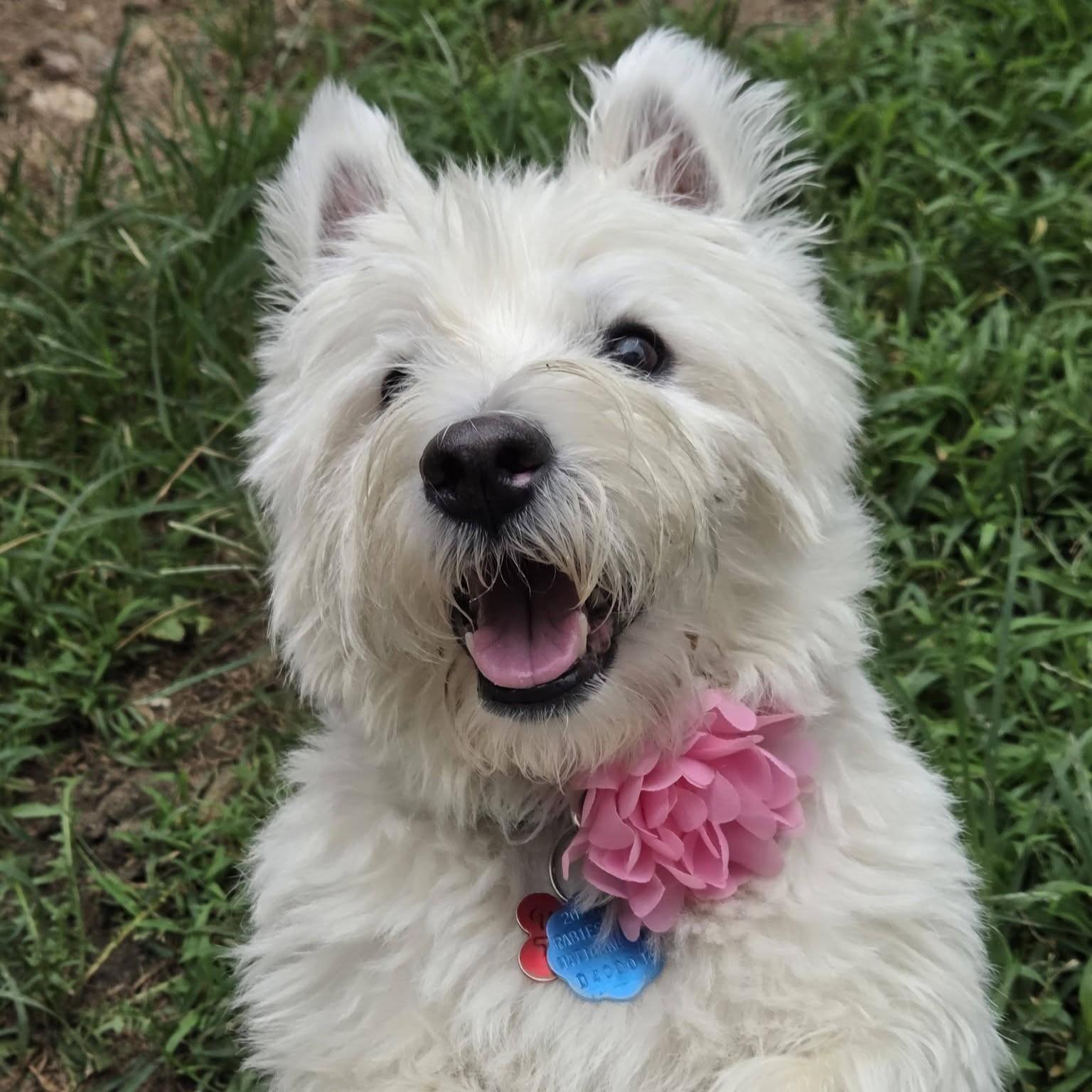 Enlarge Bella, a ADOPTABLE West Highland White Terrier / Westie in Shawnee, KS image 2/3
