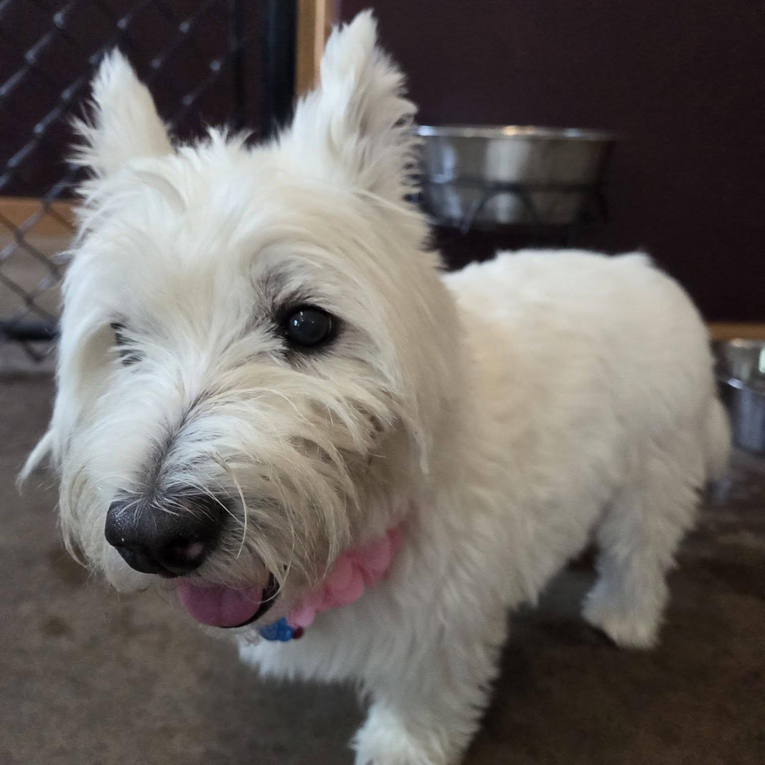 Enlarge Bella, a ADOPTABLE West Highland White Terrier / Westie in Shawnee, KS image 3/3