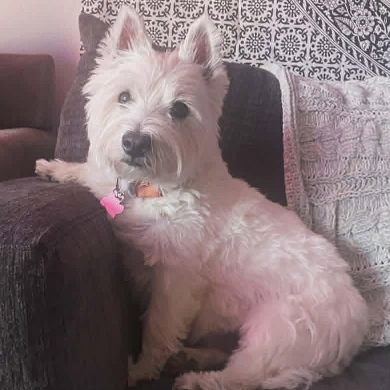 Enlarge Bella, a ADOPTABLE West Highland White Terrier / Westie in Shawnee, KS image 1/3
