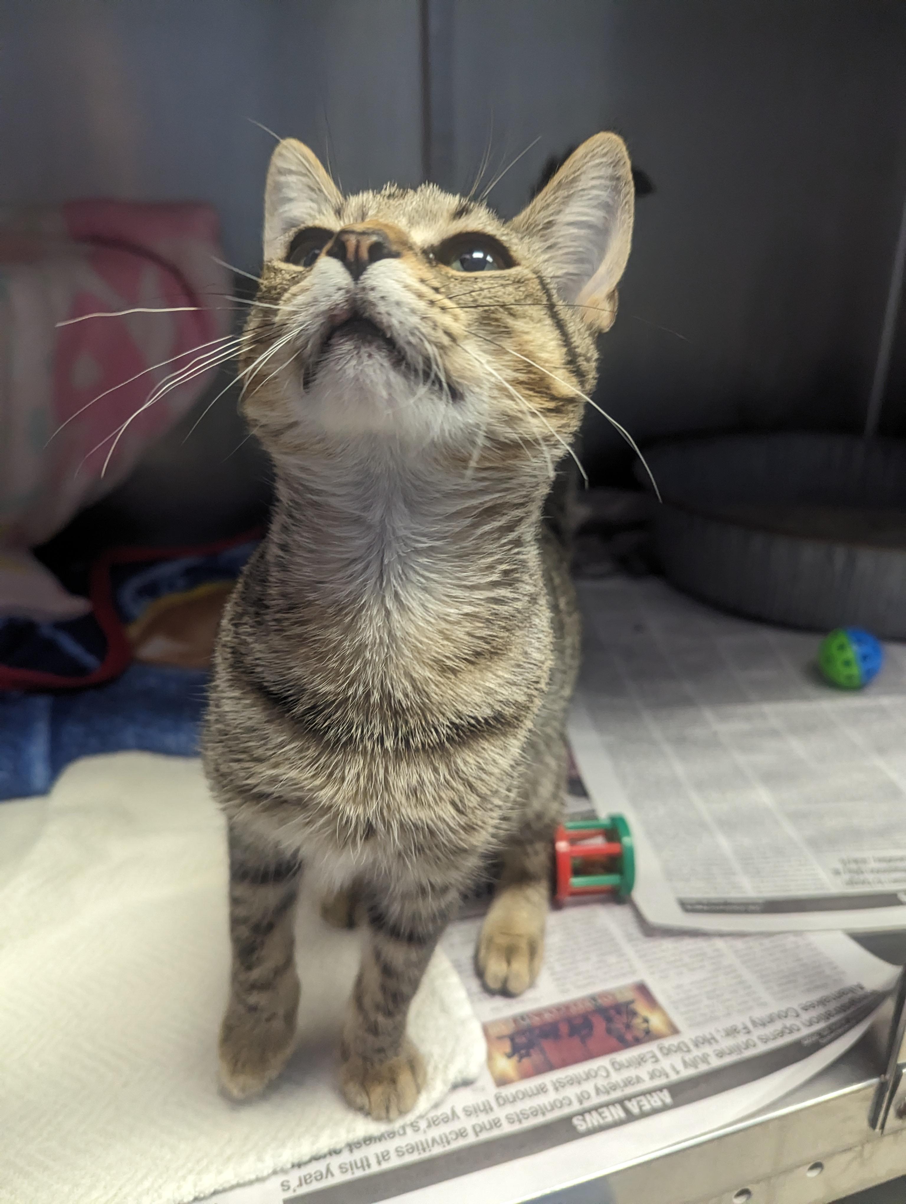 Whisker Seeker Triple Threat