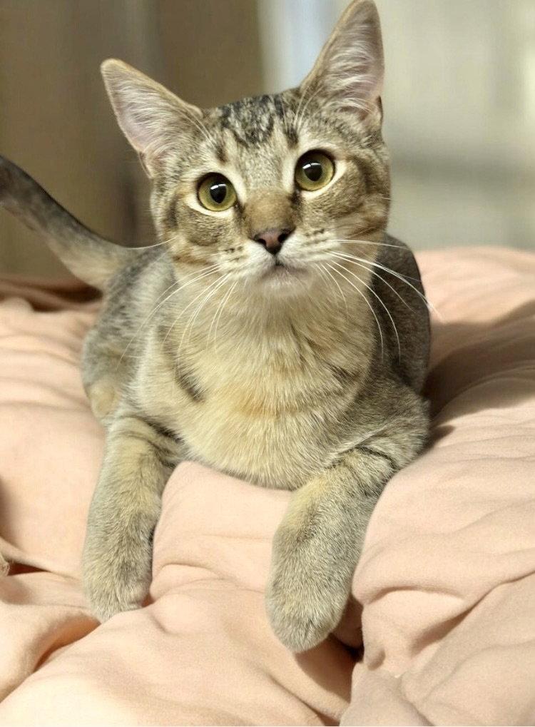 Adele, Adoptable, Young Female Dilute Calico & Domestic Short Hair.
