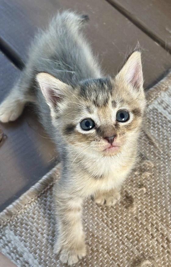 Adele, Adoptable, Young Female Dilute Calico & Domestic Short Hair.