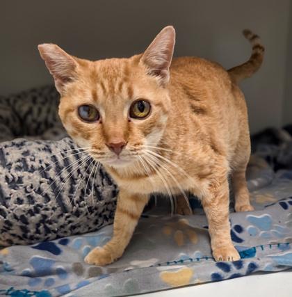 Cherry Bomb, Adoptable, Adult Female Domestic Short Hair & Domestic Short Hair.