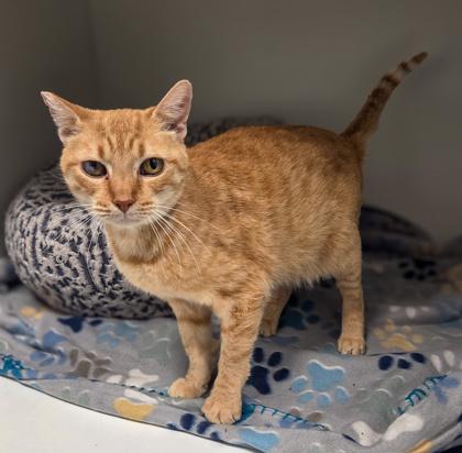 Cherry Bomb, a Adoptable mixed breed in Fresno, CA image 2/3