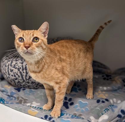 Cherry Bomb, a Adoptable mixed breed in Fresno, CA image 3/3