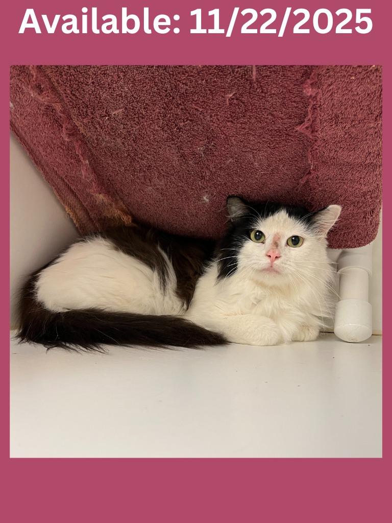 Cat Condo #23, Adoptable, Adult Female Domestic Medium Hair & Mixed Breed.