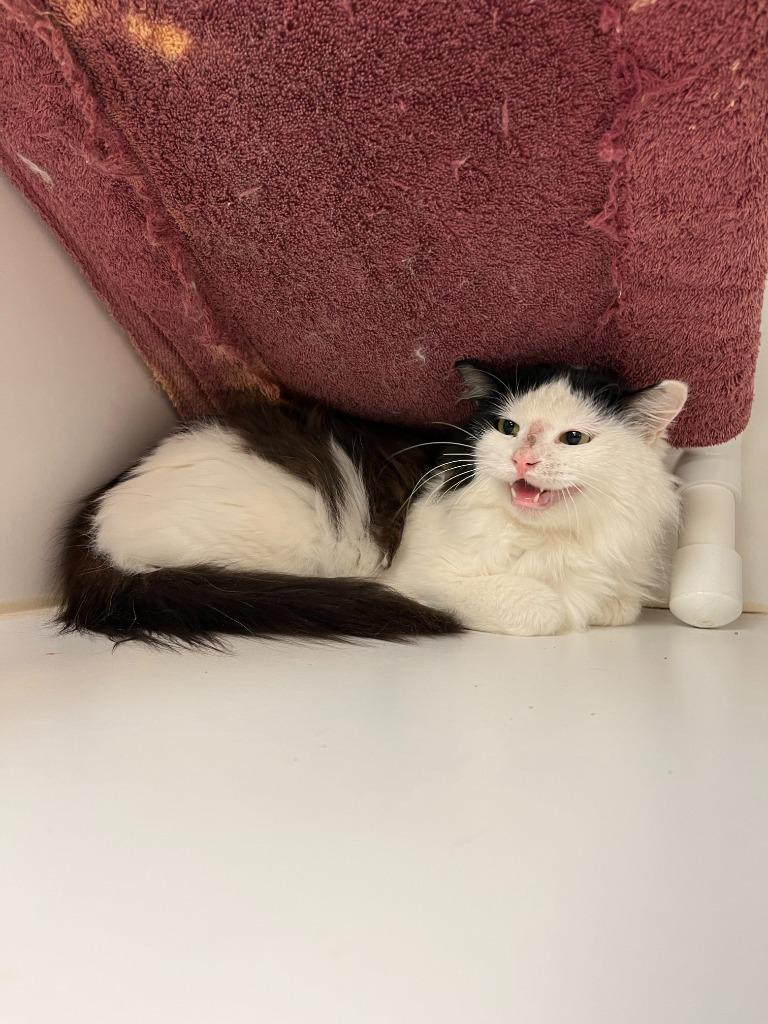 Enlarge Cat Condo #23, a Adoptable mixed breed in Greenville, TX image 2/5