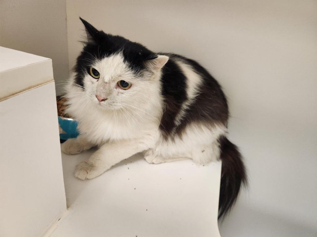 Enlarge Cat Condo #23, a Adoptable mixed breed in Greenville, TX image 2/5