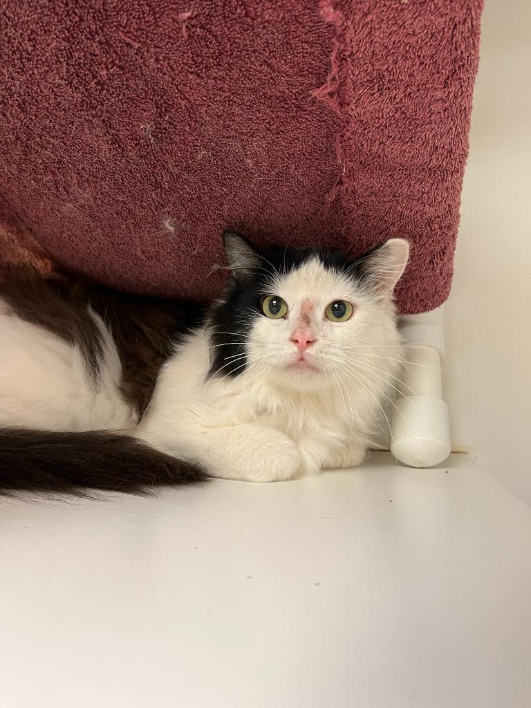 Enlarge Cat Condo #23, a Adoptable mixed breed in Greenville, TX image 3/5