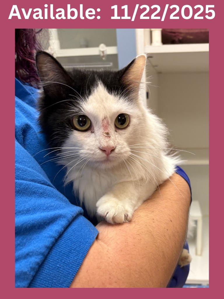 Enlarge Cat Condo #23, a Adoptable mixed breed in Greenville, TX image 3/5