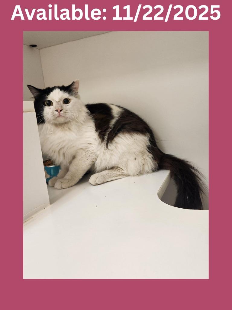 Enlarge Cat Condo #23, a Adoptable mixed breed in Greenville, TX image 5/5