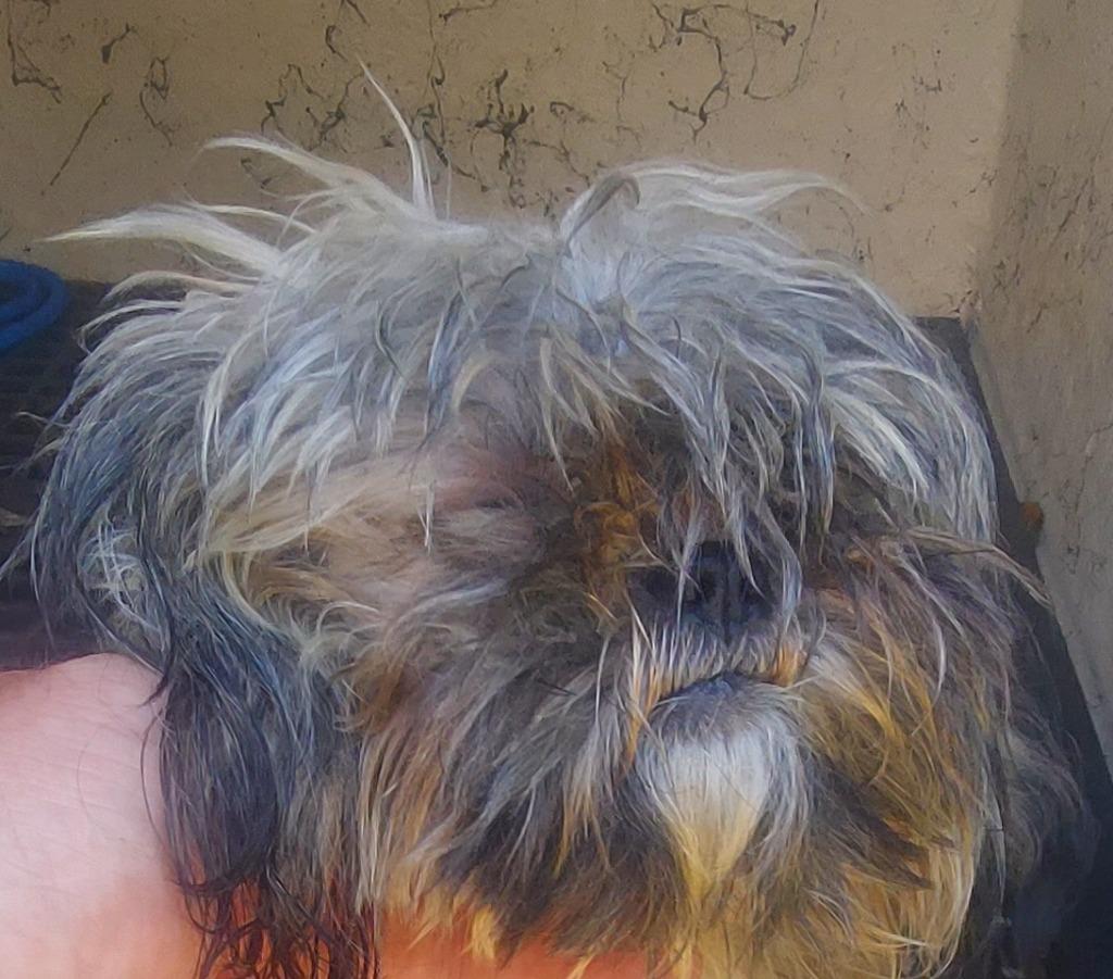 Spazz, Adoptable, Young Female Mixed Breed.