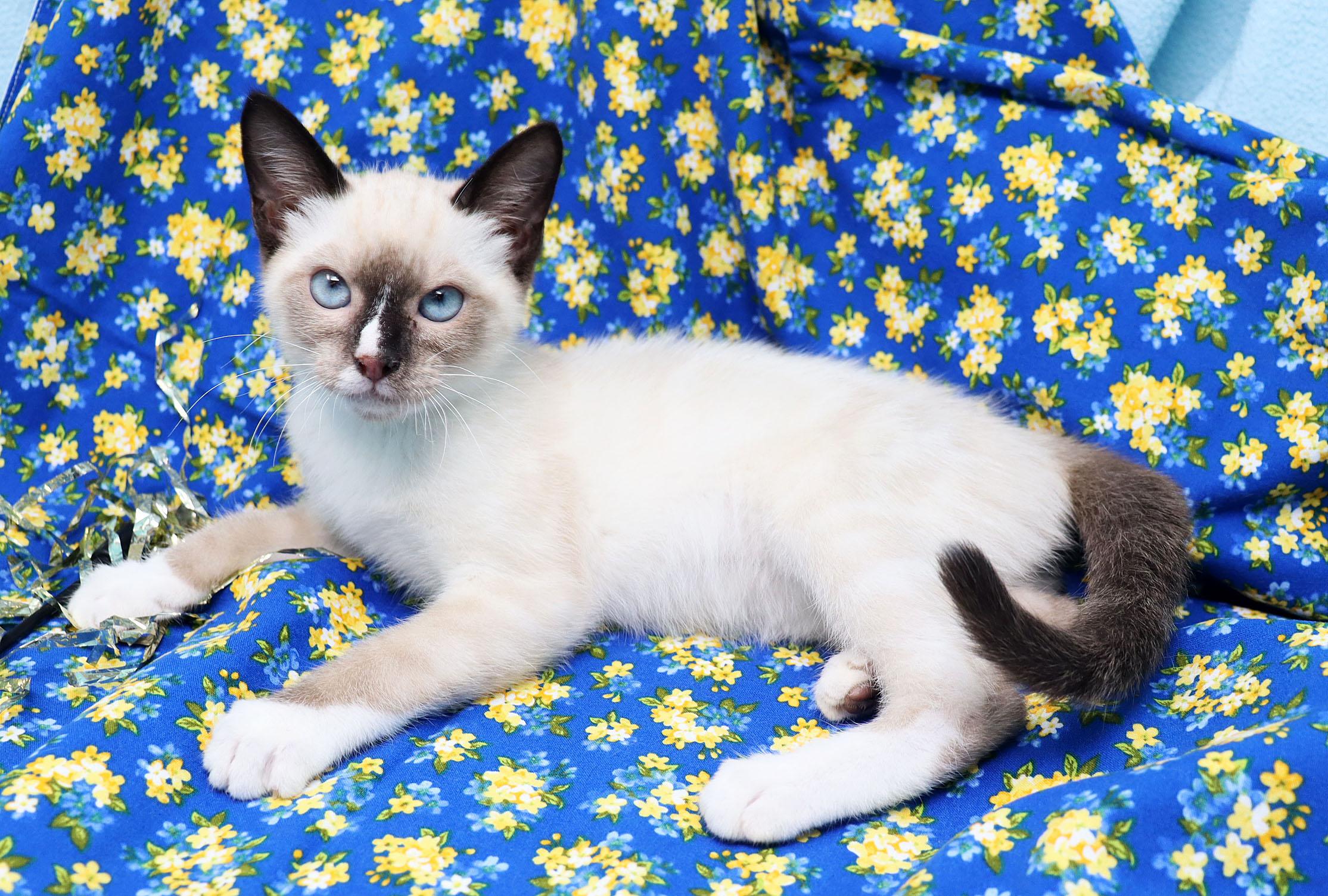 Enlarge Perla, an adopted mixed breed in Tierra Verde, FL image 1/1