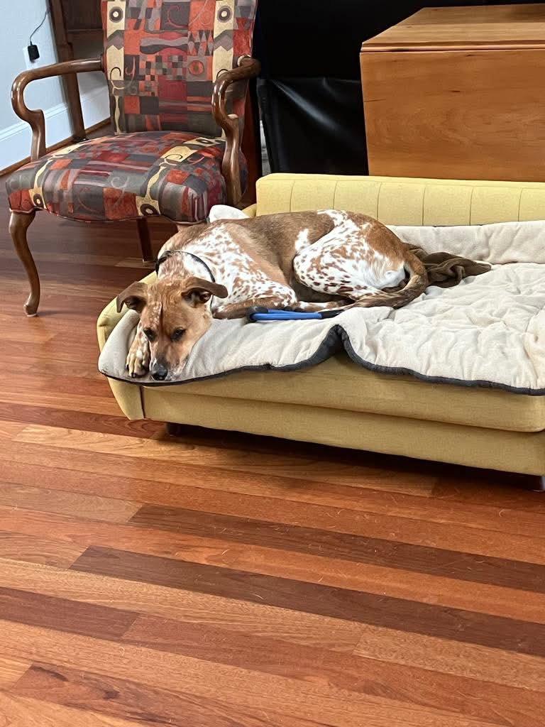 Enlarge Otis Moo, a Adoptable mixed breed in Covington, TX image 5/5