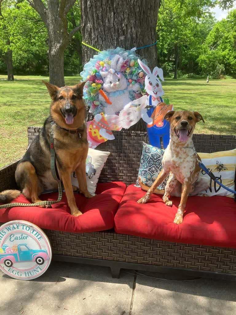 Enlarge Otis Moo, a Adoptable mixed breed in Covington, TX image 2/5