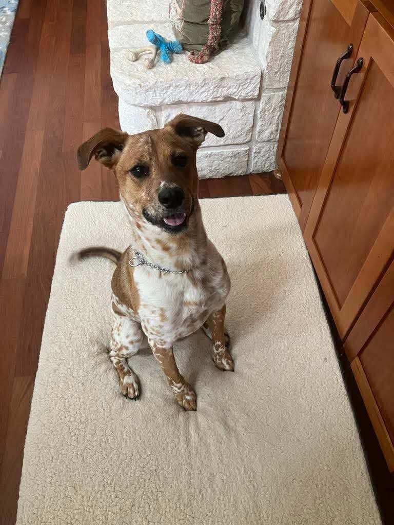 Otis Moo, Adoptable, Young Male Mixed Breed.