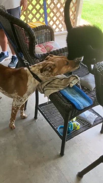 Enlarge Otis Moo, a Adoptable mixed breed in Covington, TX video 3/5