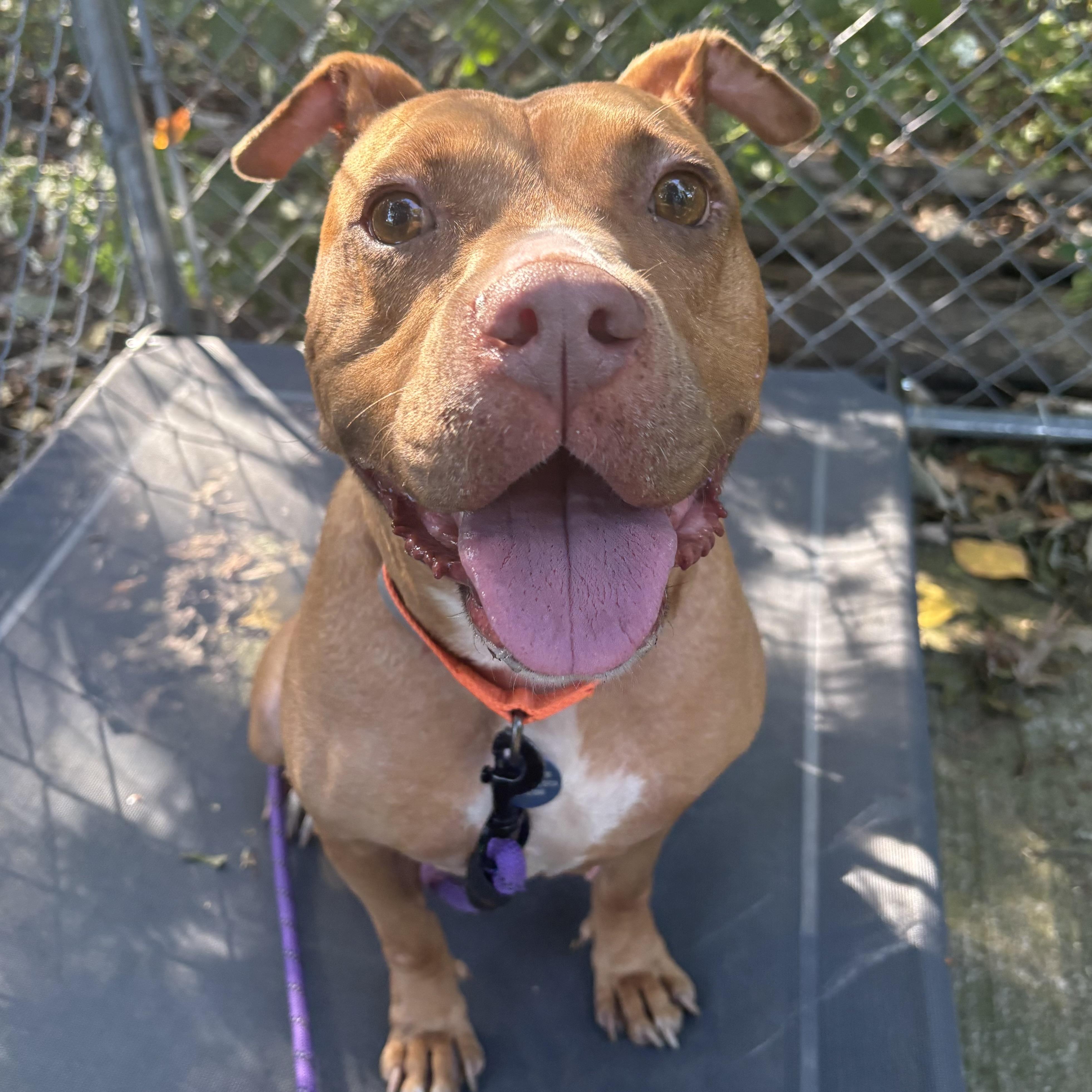 Londyn, Adoptable, Adult Female Pit Bull Terrier.