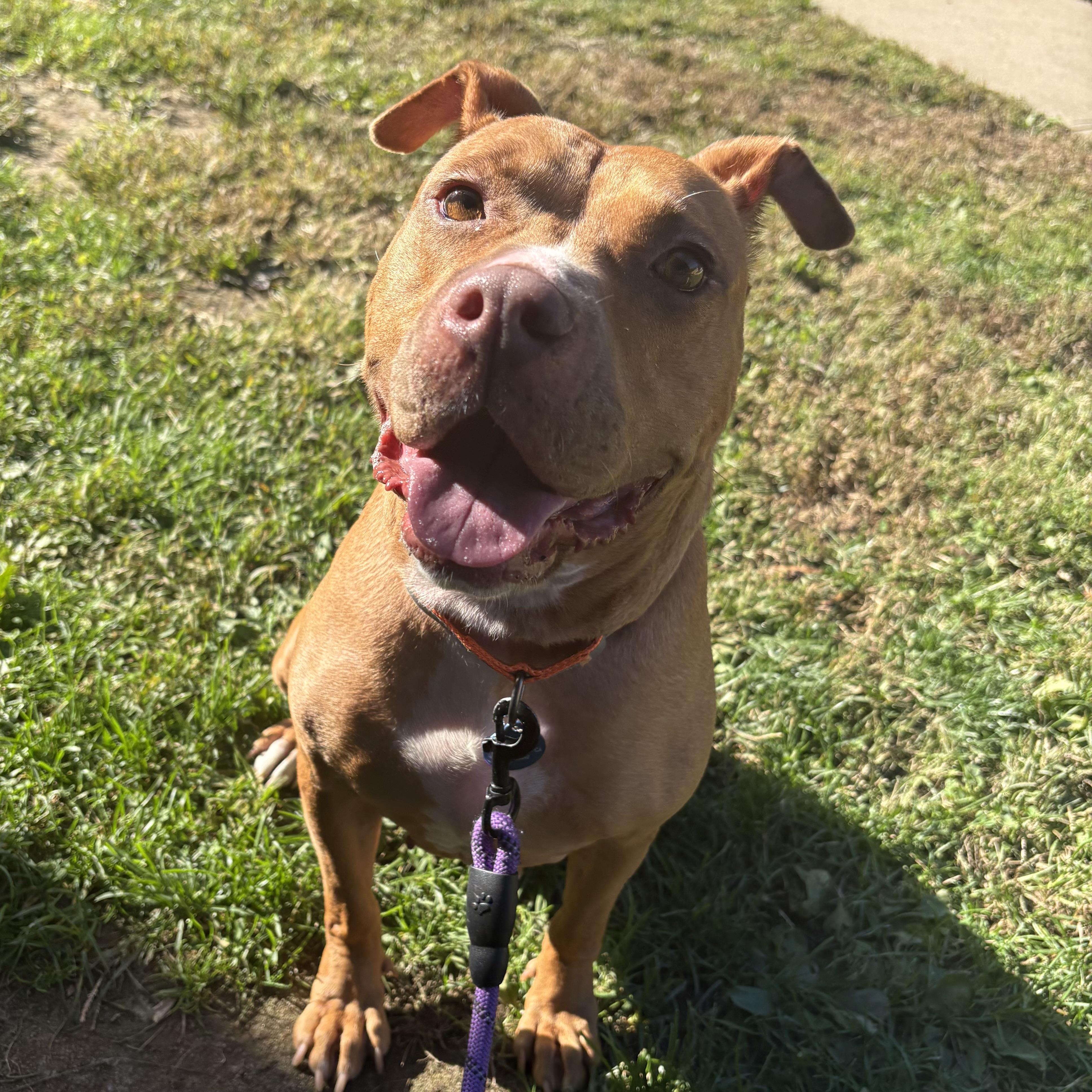 Enlarge Londyn, a Adoptable mixed breed in Eatontown, NJ image 3/5