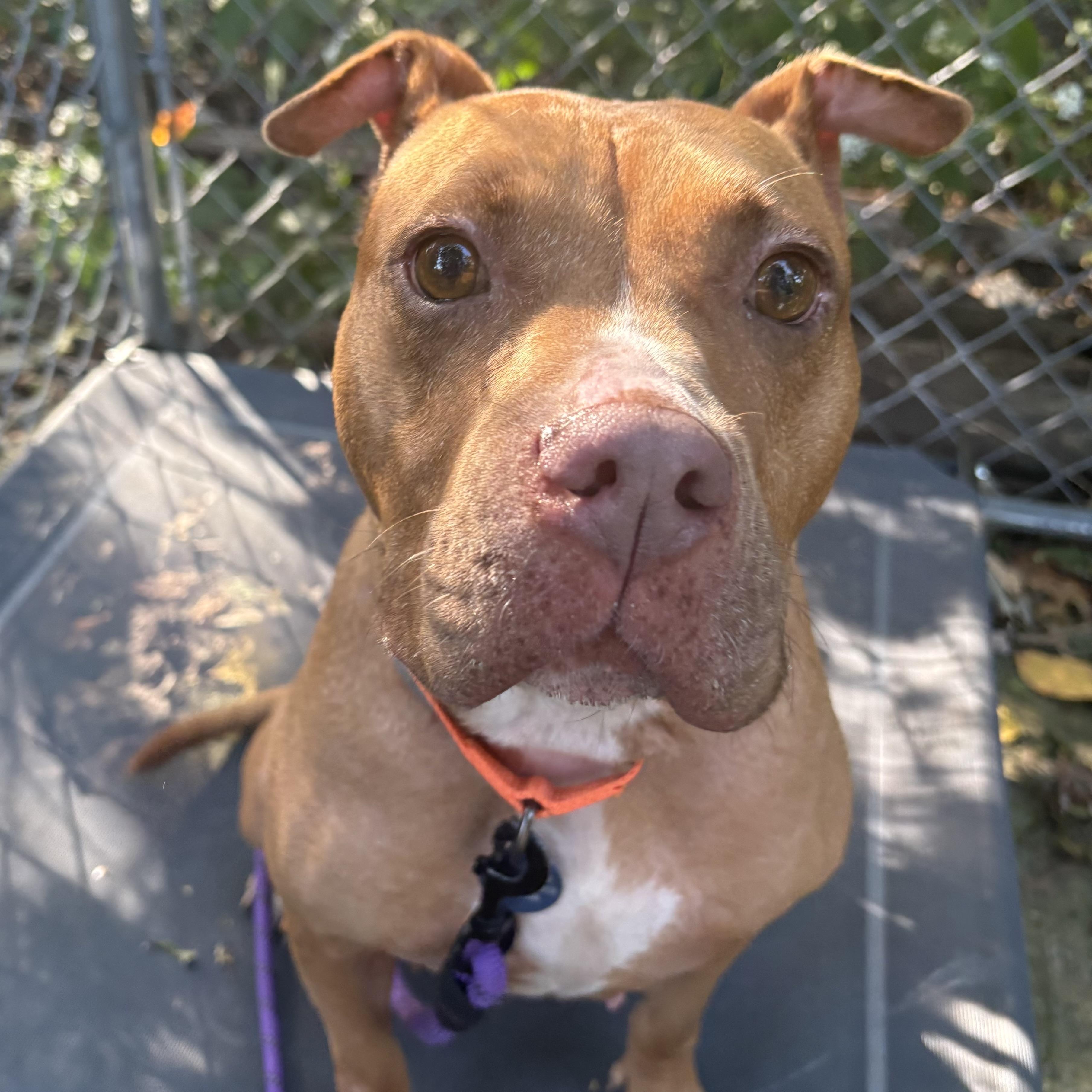 Enlarge Londyn, a Adoptable mixed breed in Eatontown, NJ image 2/5
