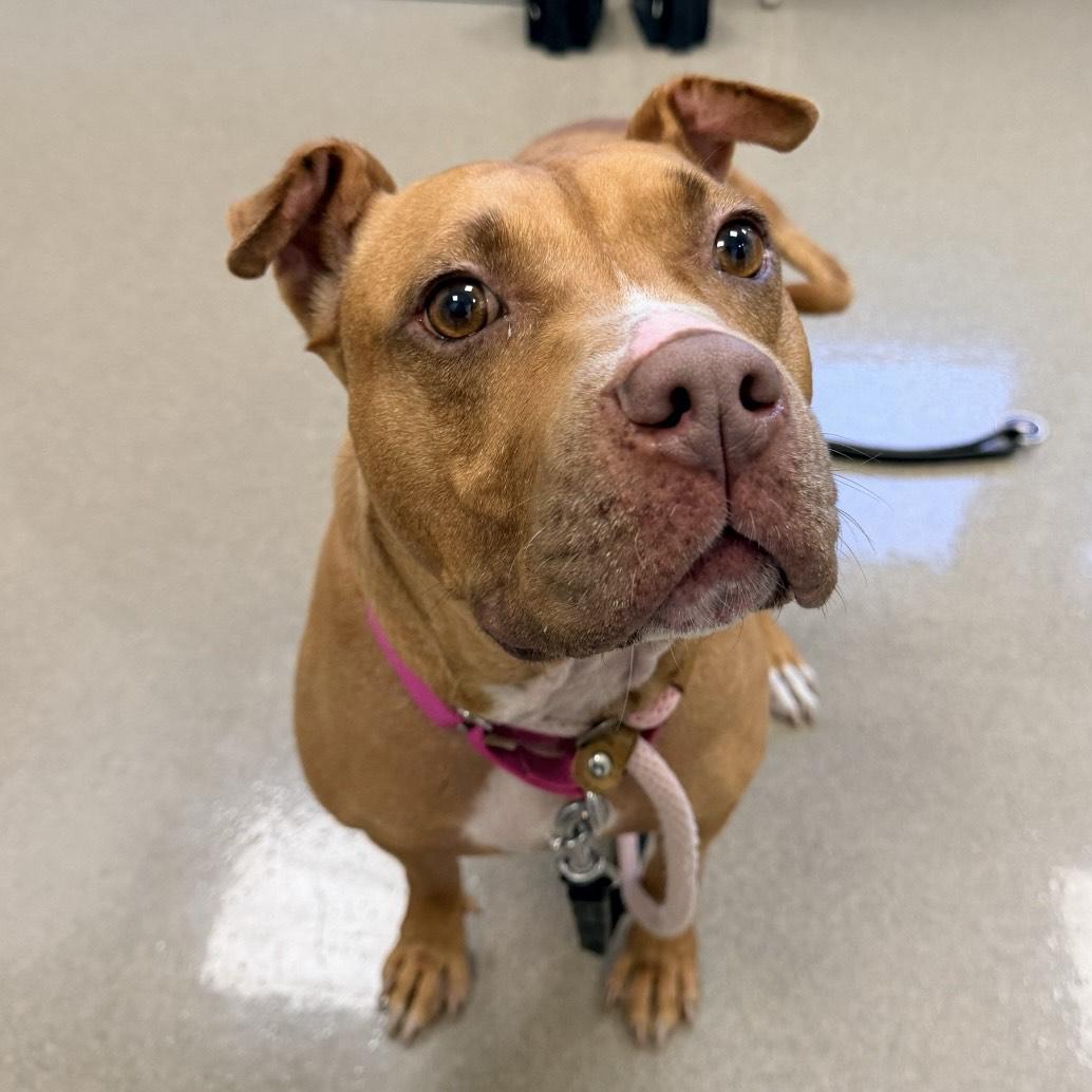 Enlarge Londyn, a Adoptable mixed breed in Eatontown, NJ image 5/5