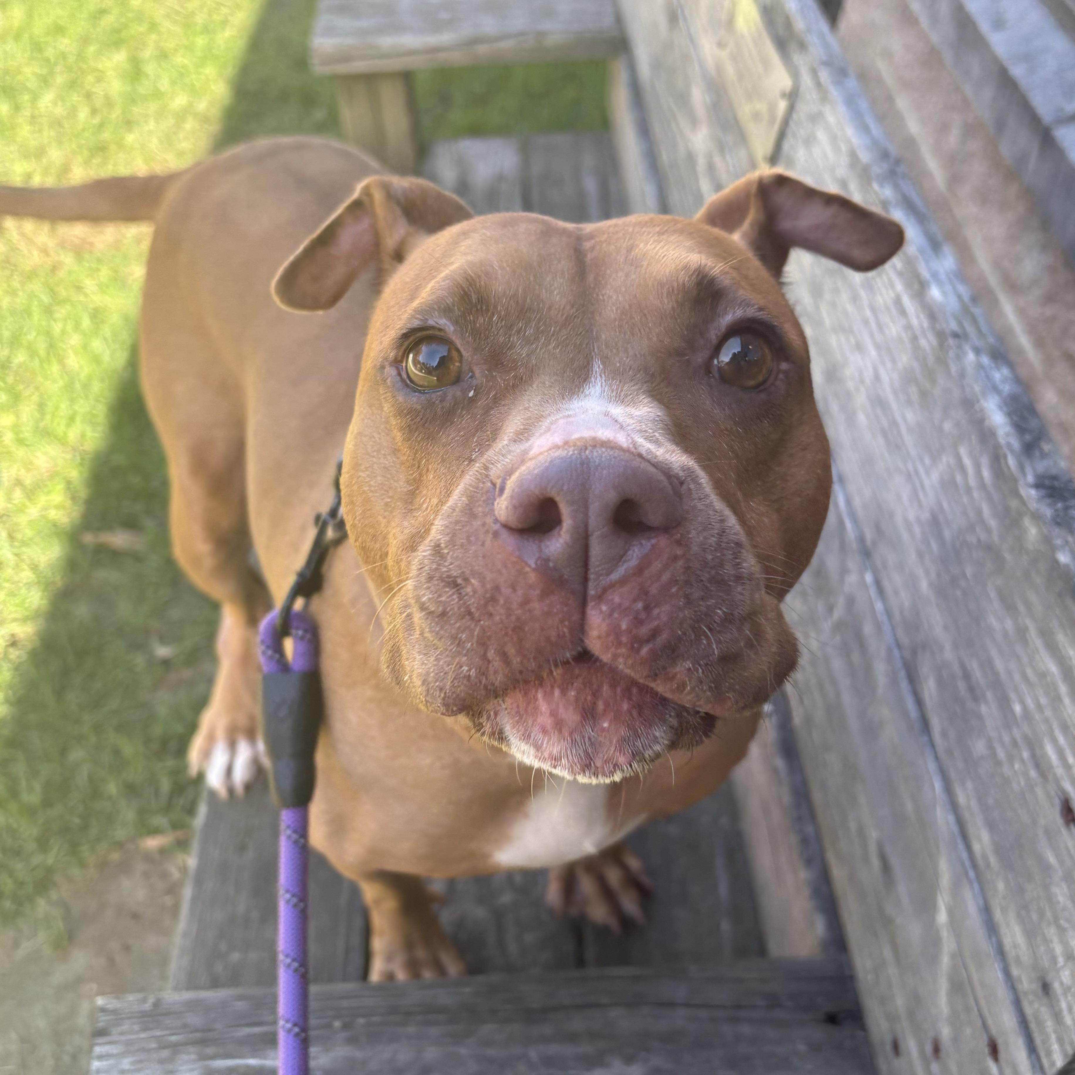 Enlarge Londyn, a Adoptable mixed breed in Eatontown, NJ image 4/5