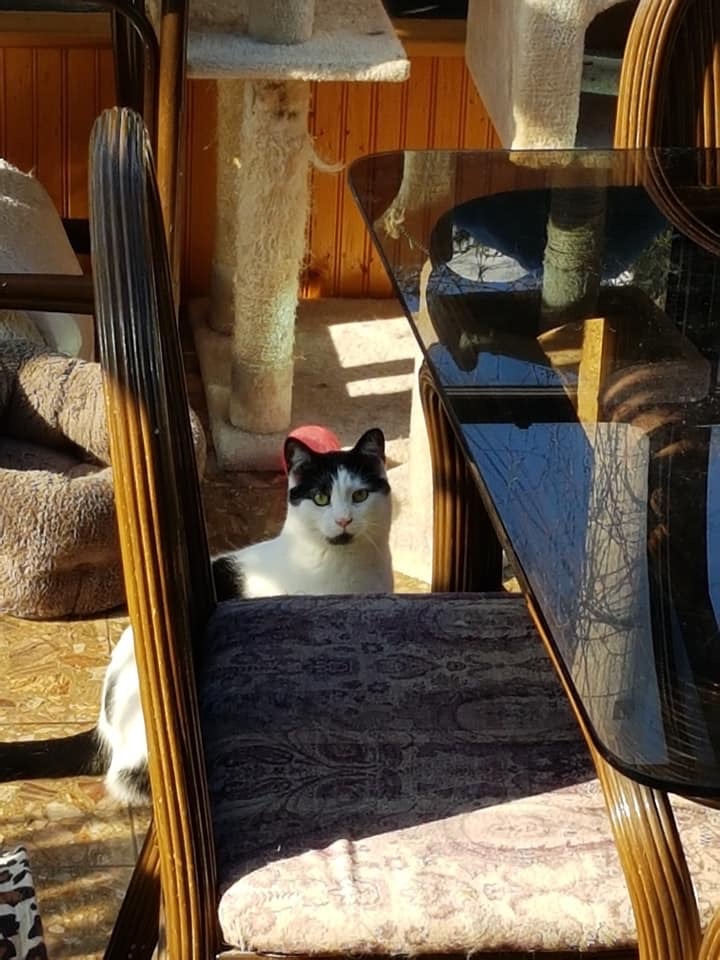 Justin, Adoptable, Adult Male Domestic Short Hair & Tuxedo.