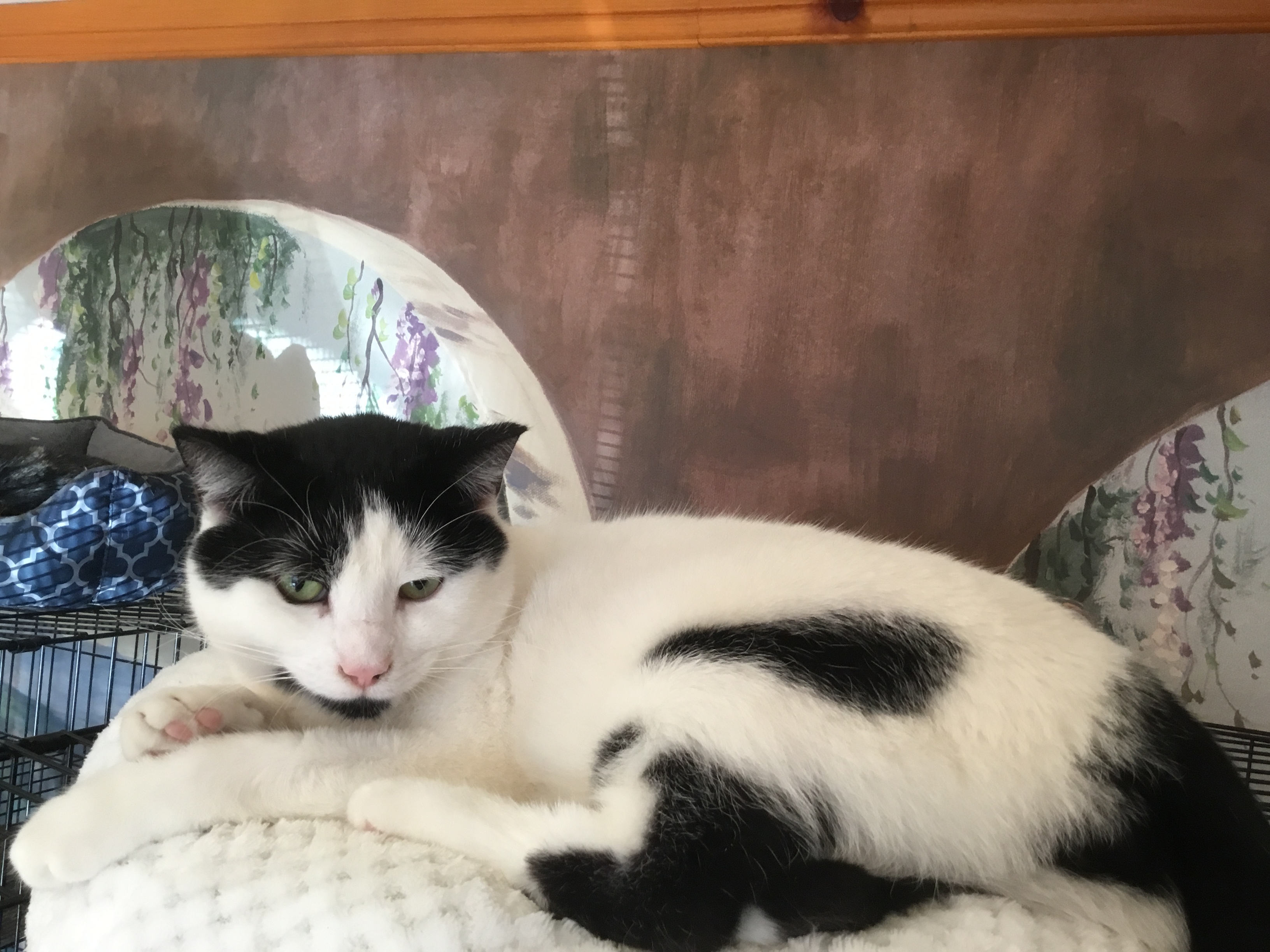 Enlarge Justin, a Adoptable mixed breed in Chateauguay, QC image 2/8