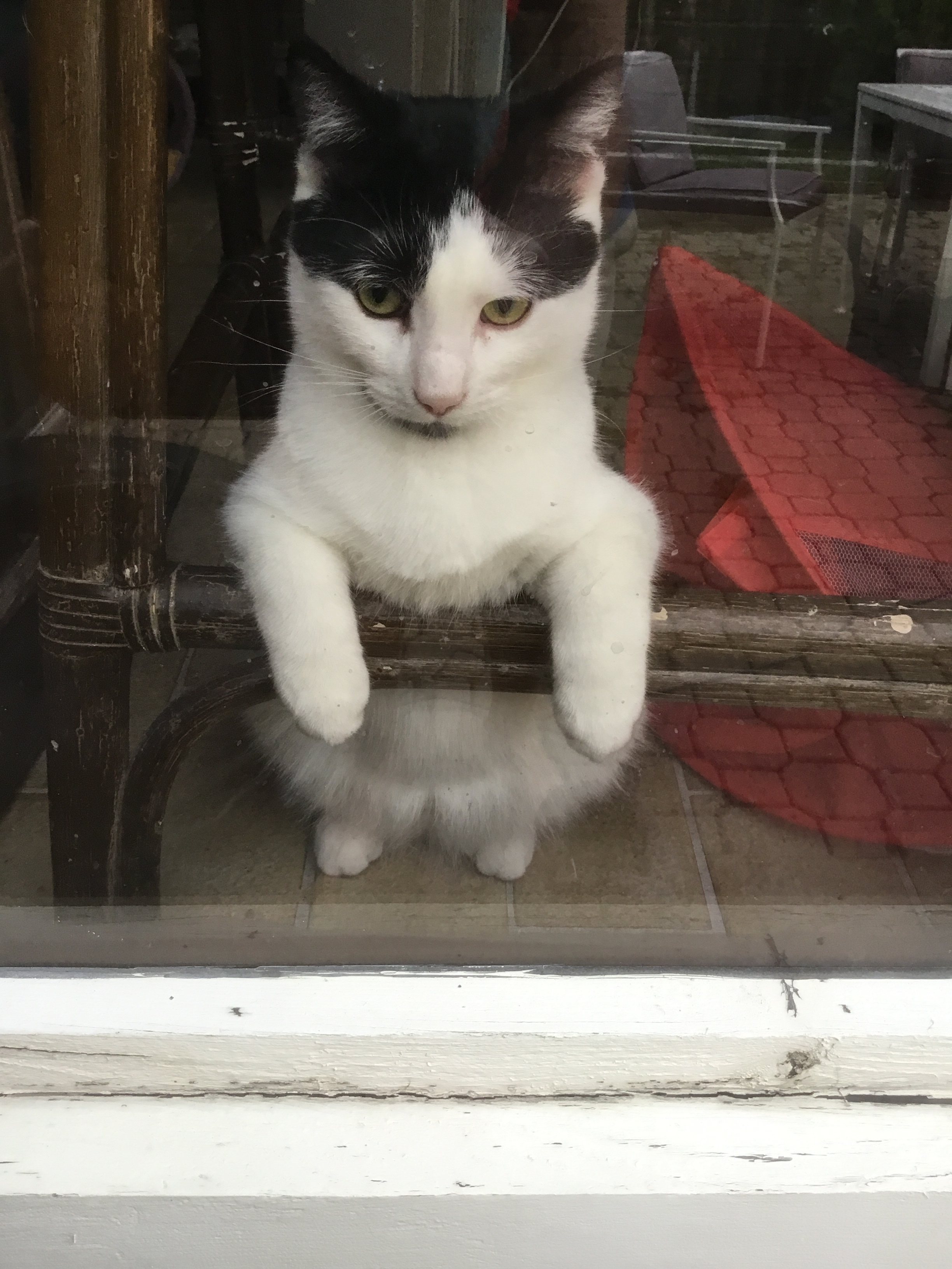 Enlarge Justin, a Adoptable mixed breed in Chateauguay, QC image 3/8