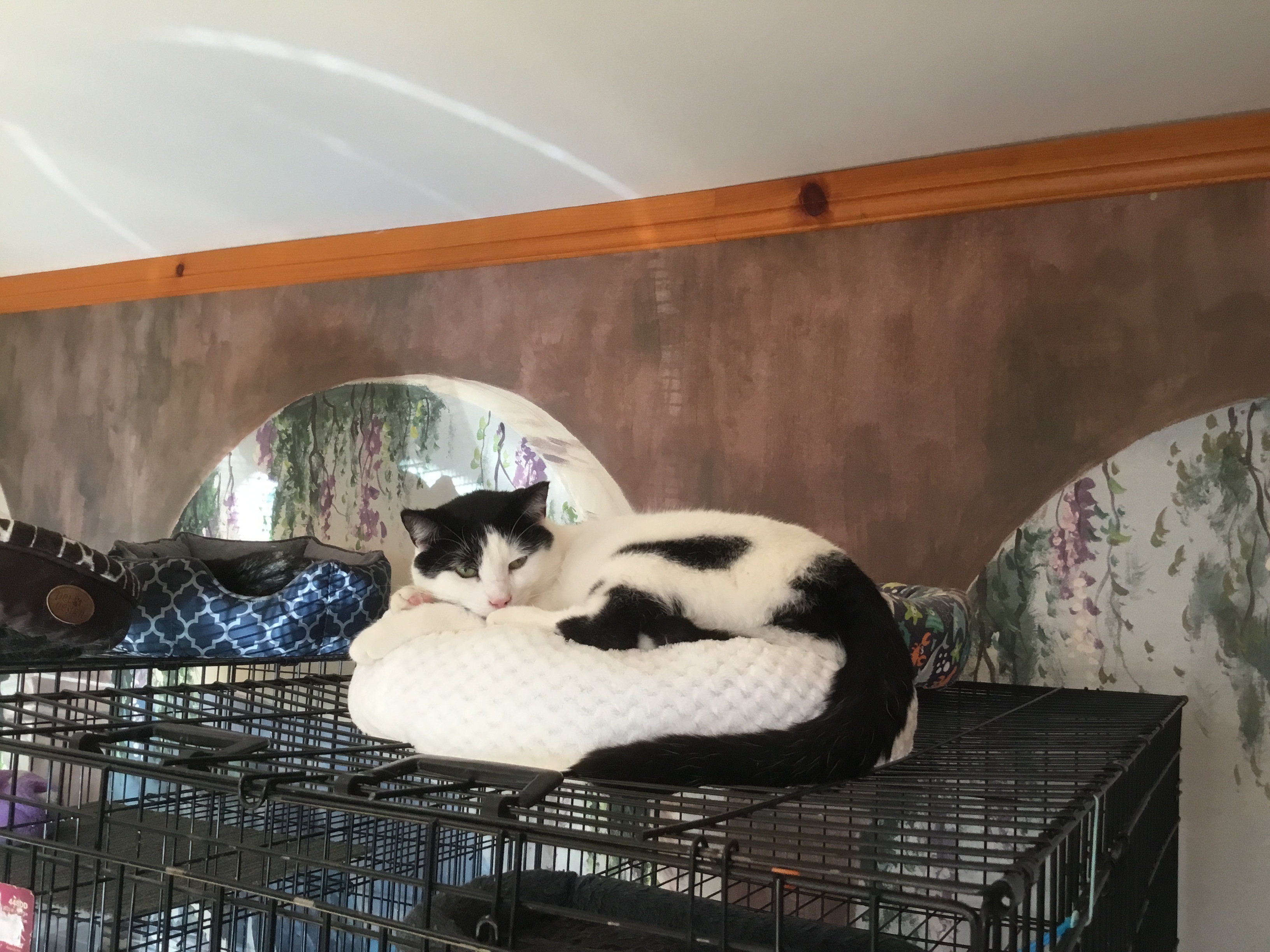 Enlarge Justin, a Adoptable mixed breed in Chateauguay, QC image 4/8