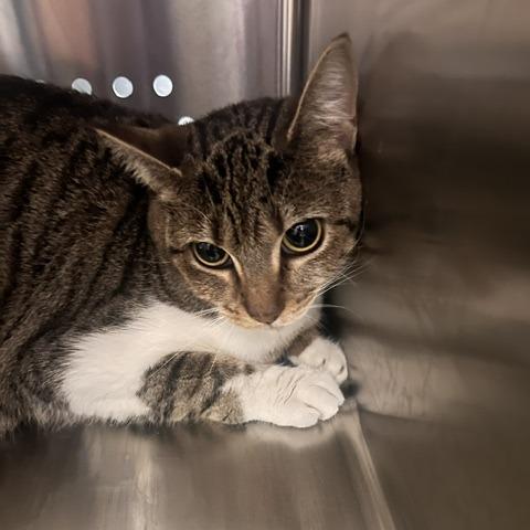 Enlarge Cleo, a Adoptable Domestic Short Hair in Knoxville, TN image 1/1