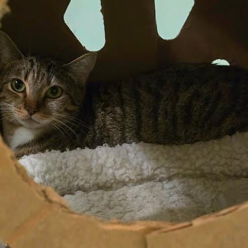 Cleo, a Adoptable Domestic Short Hair in Knoxville, TN image 2/2
