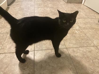 Enlarge Moonbeam, a Adoptable Domestic Short Hair in New Freedom, PA image 1/3