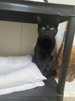 Enlarge Moonbeam, a Adoptable Domestic Short Hair in New Freedom, PA image 2/3