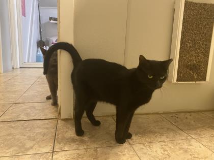 Enlarge Moonbeam, a Adoptable Domestic Short Hair in New Freedom, PA image 3/3