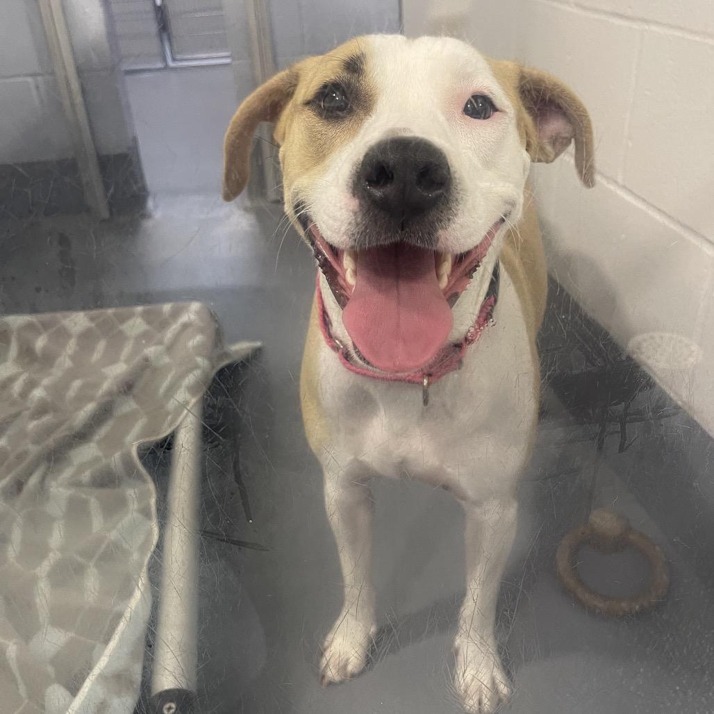Rico, Adoptable, Adult Male Mixed Breed.