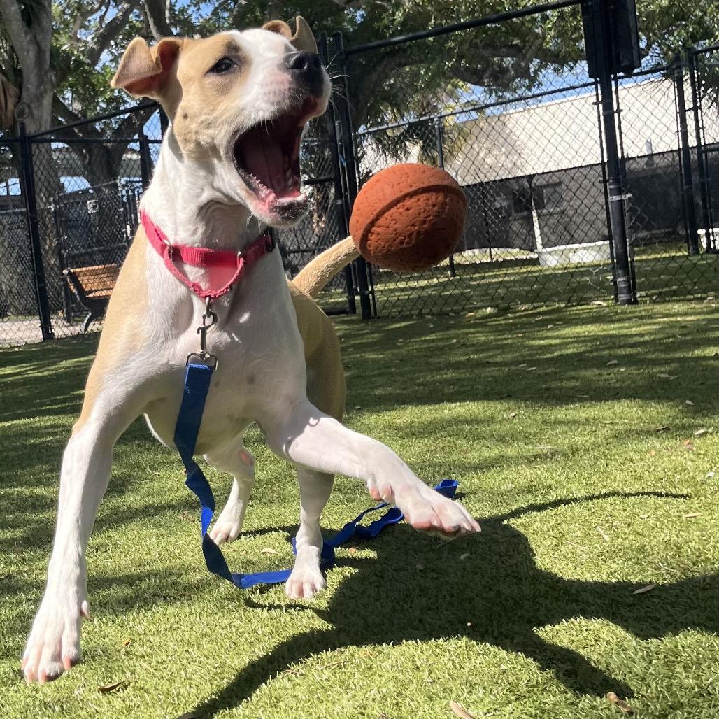 Enlarge Rico, a Adoptable Mixed Breed in Sarasota, FL image 2/6