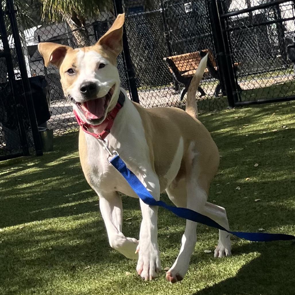 Enlarge Rico, a Adoptable Mixed Breed in Sarasota, FL image 3/6