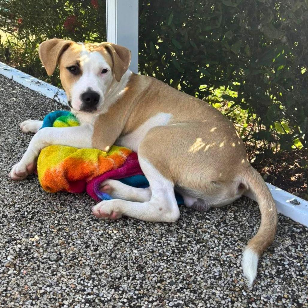Enlarge Rico, a Adoptable Mixed Breed in Sarasota, FL image 4/6
