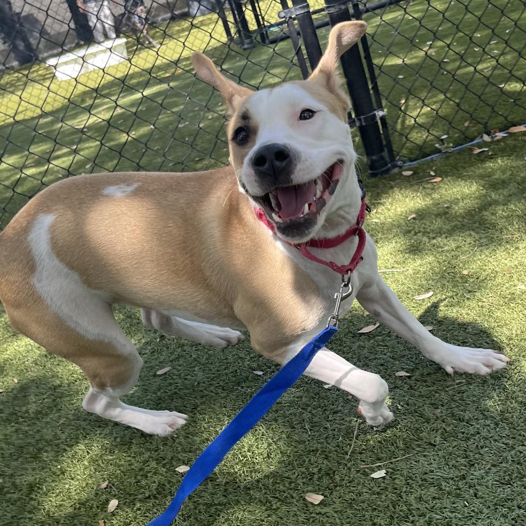 Enlarge Rico, a Adoptable Mixed Breed in Sarasota, FL image 5/6